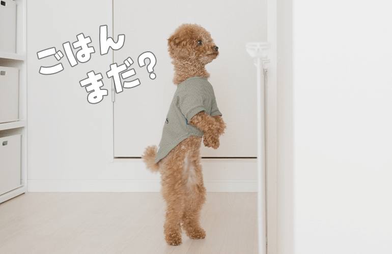 「ご飯まだ？」と人間みたいにのぞきに来る犬が可愛すぎる【トイプードル】