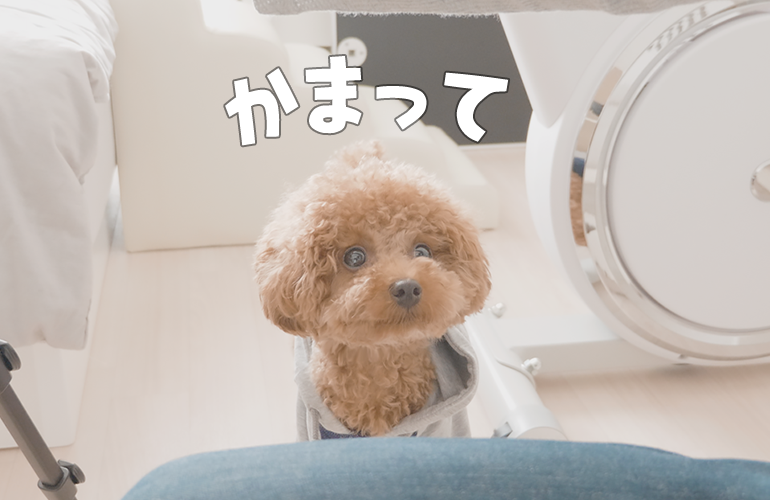 かまって欲しいとアピールしてくる犬【トイプードル】