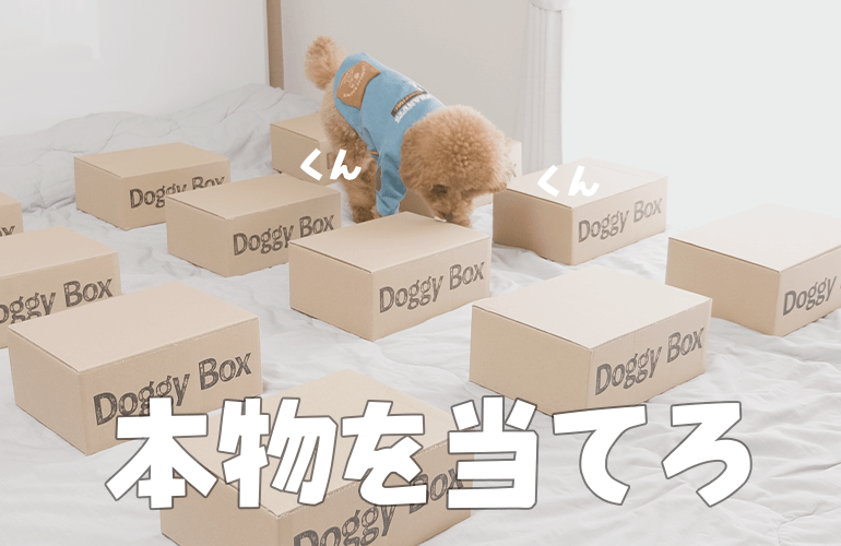 ドギボ愛が凄すぎる犬ならたくさんの箱の中から本物を見つけられるのか【ドギーボックス5月号】