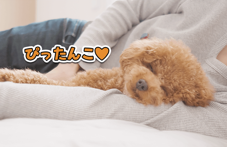 遊び疲れて腕枕で添い寝してくる甘えん坊な犬