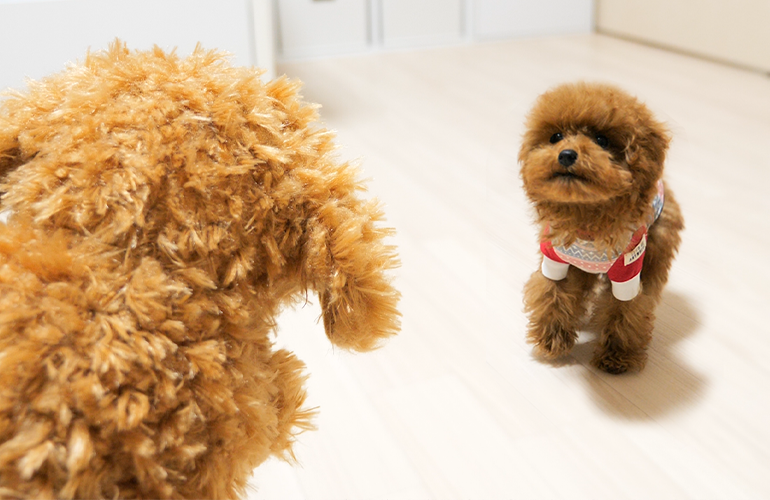 はじめてのお友達！自分にそっくりな犬が突然家にいた時の子犬の反応が可愛すぎた！