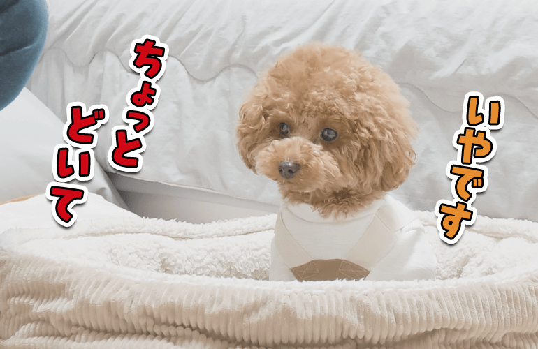 愛犬のお気に入りのベッドを掃除しようとしたら…【トイプードル】