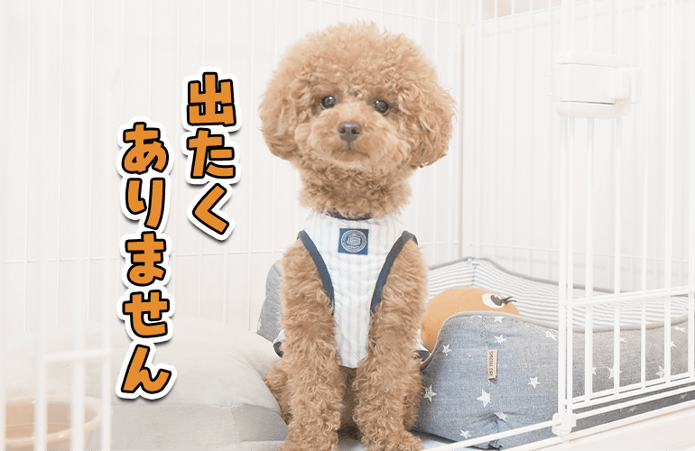 【悲報】犬がひきこもりになりました…