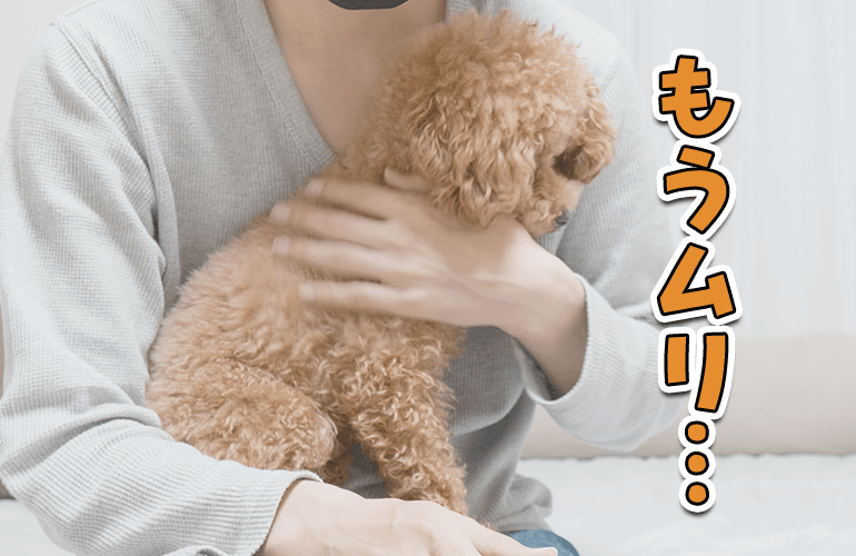 嫌なことがあってテンションがだだ下がりする犬【トイプードル】