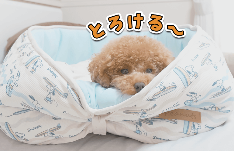 最強のひんやりベッドに秒で吸い込まれてとろける犬が可愛すぎた