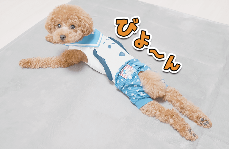 ラグの気持ちよさを知ってしまった犬がこうなりました【AIFY】