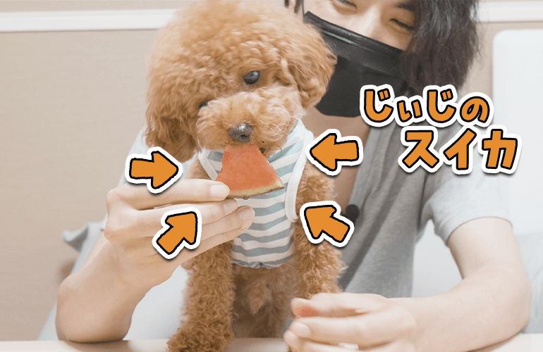 人間みたいにスイカを食べる犬が可愛すぎる【トイプードル】