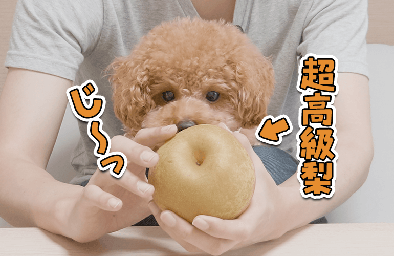 1個1000円の超高級梨をはじめて食べた犬の反応がこちら【トイプードル】