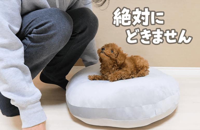 ニトリのモチモチクッションを買ってきたら秒で子犬に奪われました…【トイプードル】