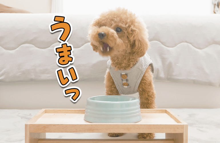 ドッグフード嫌いな犬がドッグフードを変えたら一瞬で完食！