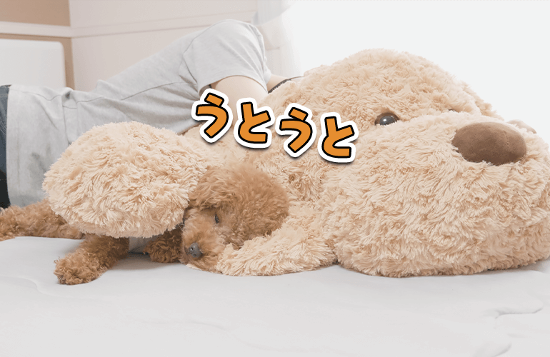 なかなか寝ない犬を寝かしつけてみた【トイプードル】