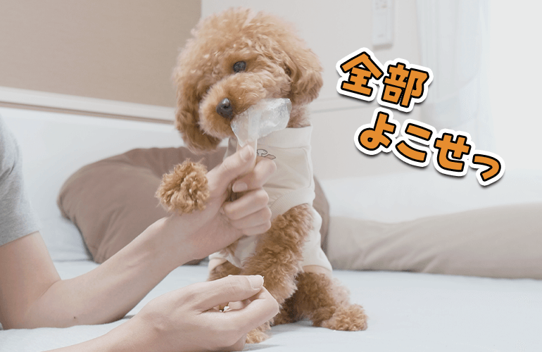 病院のストレスで犬が暴食！