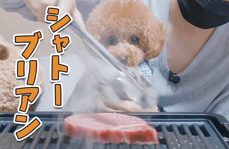 2歳の誕生日にシャトーブリアンをはじめて食べた犬の反応がこちら【トイプードル】