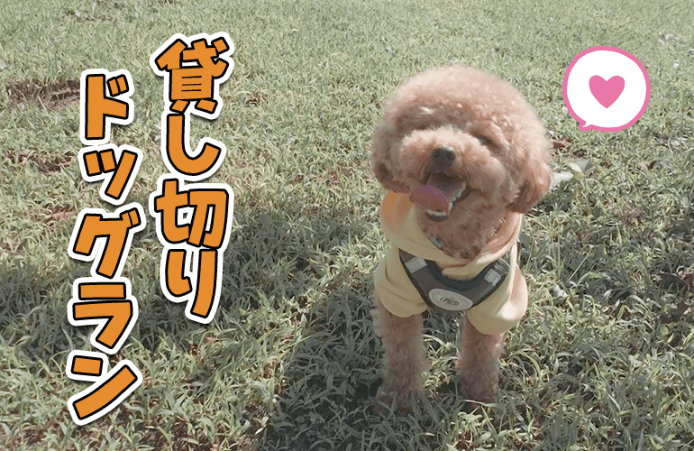 【Vlog】貸し切りドッグランに大はしゃぎする犬【那須高原・栃木】