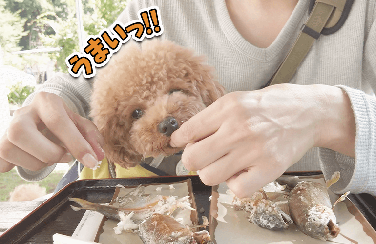 【Vlog】愛犬と一緒に焼きたてのあゆを食べたら幸せすぎた【那須観光やな】