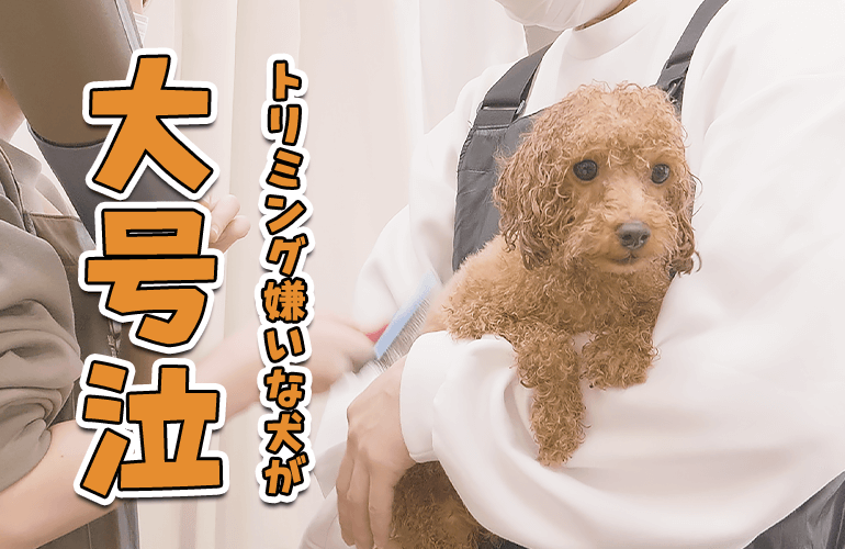 トリミング嫌いな犬が頑張る健気な姿に胸が締め付けられました【トイプードル】