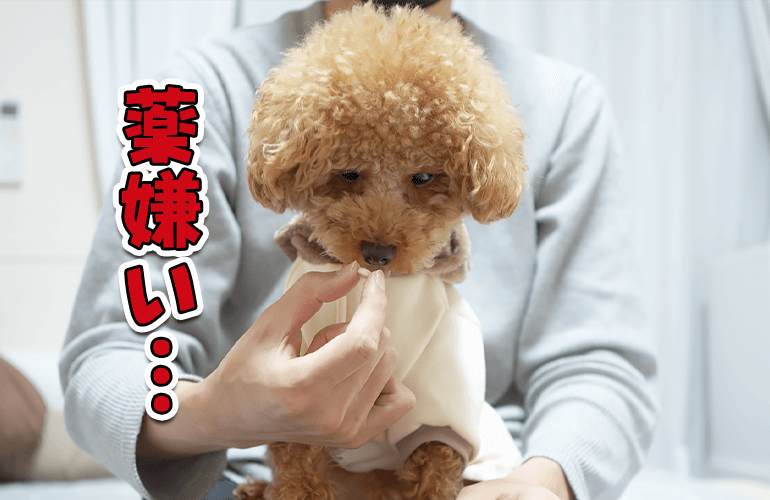 薬を嫌がる愛犬にとっておきの秘策を用意しました【トイプードル】