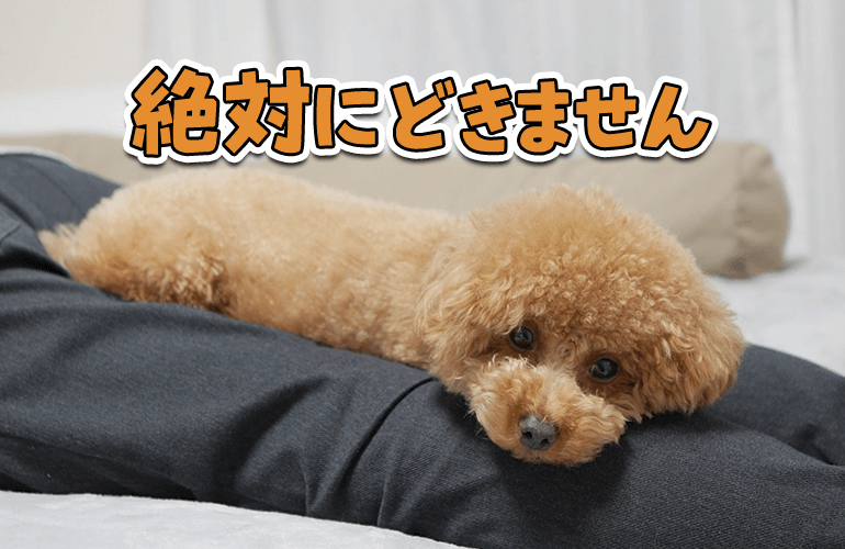 絶対にどかない犬とどいてほしい飼い主