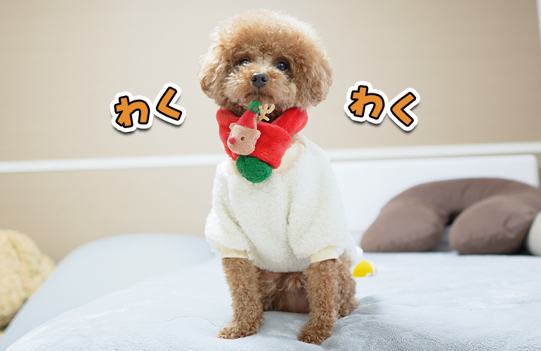 クリスマスを全力で楽しむ犬が可愛すぎた