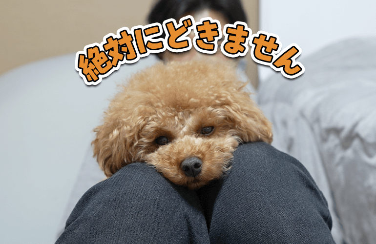 絶対にどかない犬