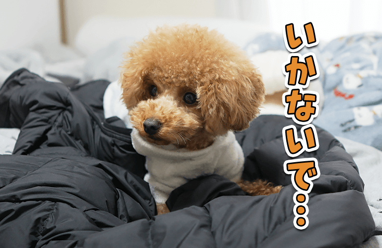 飼い主に出かけてほしくなくて愛犬がこうなりました…