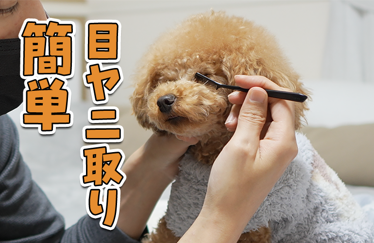 【簡単】愛犬の目ヤニを簡単に取る毎日のお手入れ方法