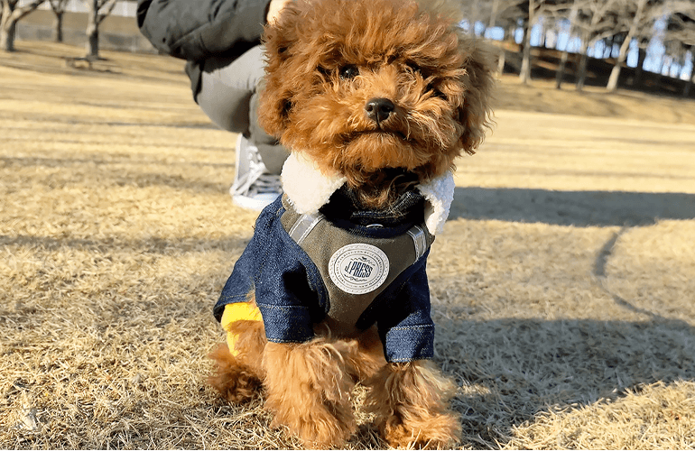 【公園デビュー】生後4ヶ月のトイプードルの子犬がはじめての芝生に大興奮！