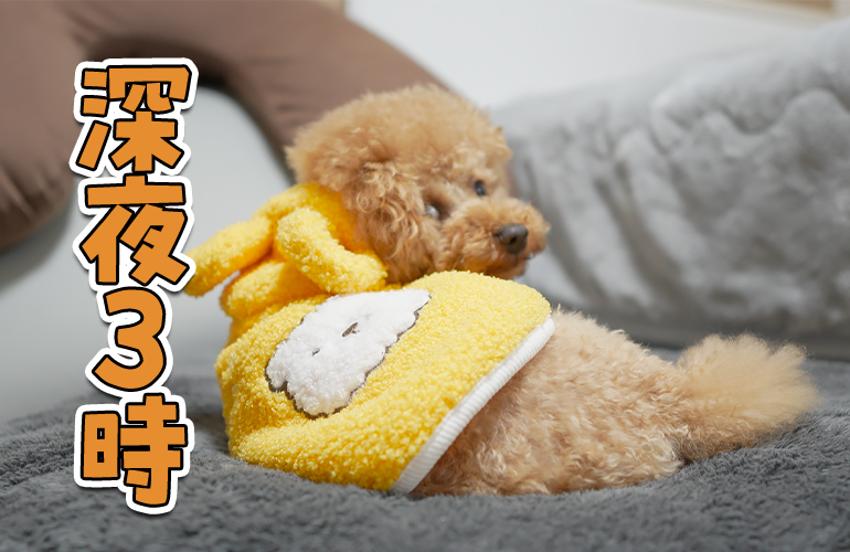 深夜3時に愛犬が…