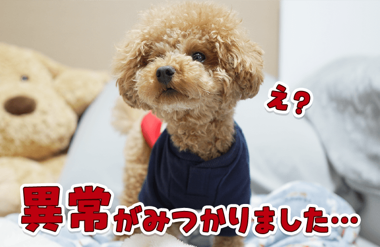 愛犬の健康診断で異常が見つかりました…【トイプードル】