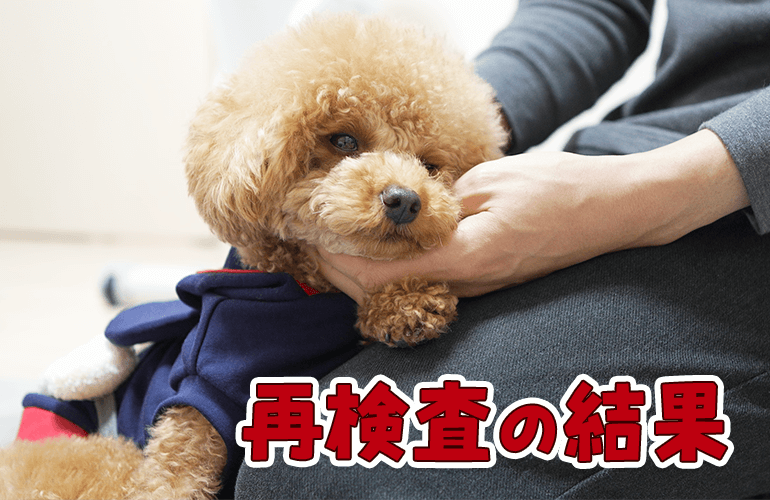 健康診断で異常が発覚した愛犬の再検査の結果が出ました