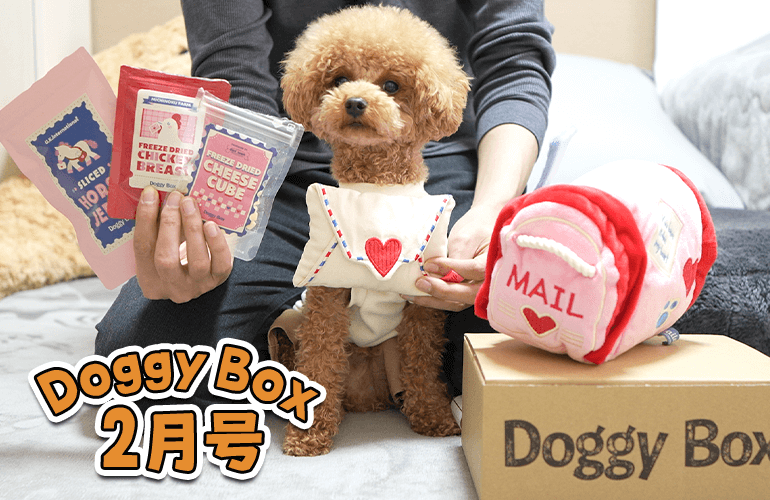 多分この犬は恋愛できないと思うｗ【ドギーボックス2月号】