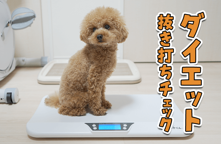 ダイエット中の犬に抜き打ちチェックしてみた【トイプードル】