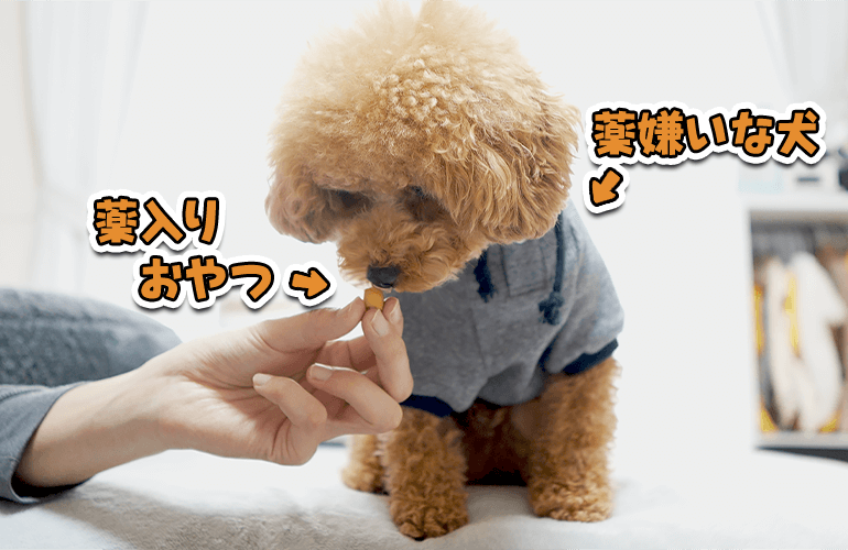 投薬用おやつ「ちゅ～るポケット」で薬嫌いの愛犬を騙せるかやってみた！