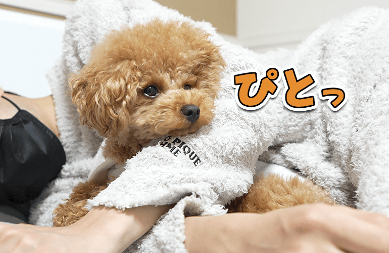 確定申告で疲れ果てた飼い主を寄り添って癒やしてくれる愛犬が可愛い