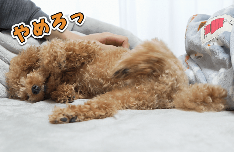 おっさんみたいな犬をマッサージをしたらなぜか動いちゃう足が超絶可愛いｗ【トイプードル】