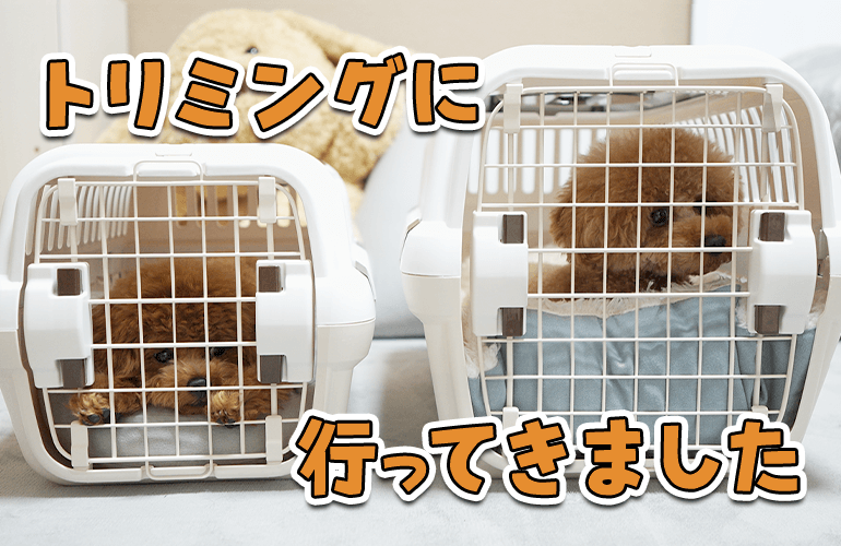 先住犬と子犬をトリミングに連れて行ったら兄弟みたいになりました【トイプードル】