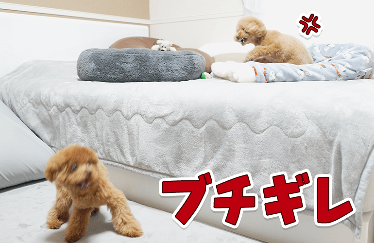 調子に乗りすぎてブチギレられる子犬