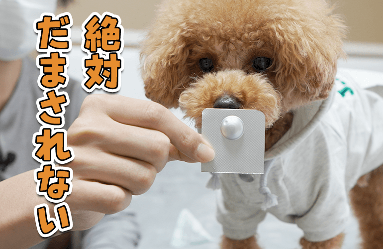 賢い犬に薬をあげるのは大変！