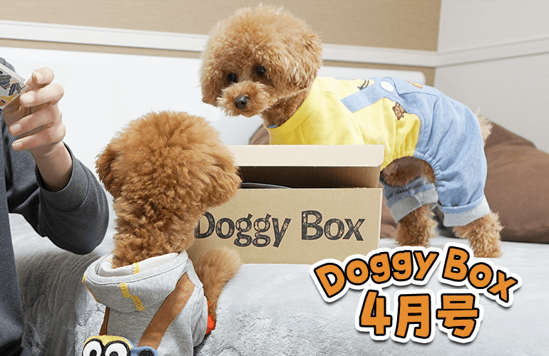 大好きなドギーボックスで縮まる先住犬と子犬の距離【ドギーボックス4月号】