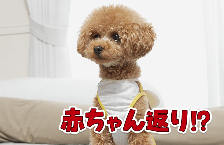 子犬に影響されて赤ちゃん返りする犬