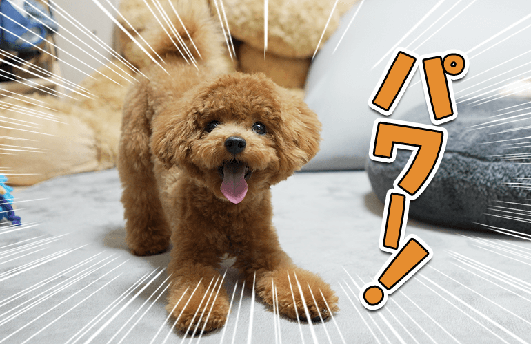 トリミング後も疲れ知らずな子犬【トイプードル】