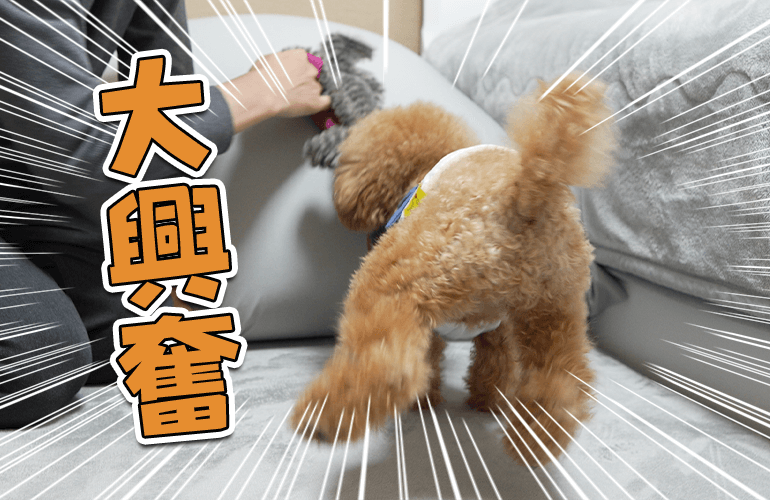 謎のおもちゃにテンションがあがりすぎた犬ｗ