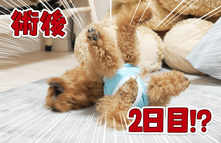 術後なのに元気すぎる子犬【トイプードル】