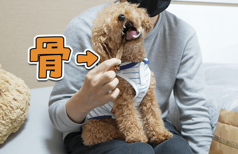 はじめて犬に骨をあげたらこうなりました【トイプードル】