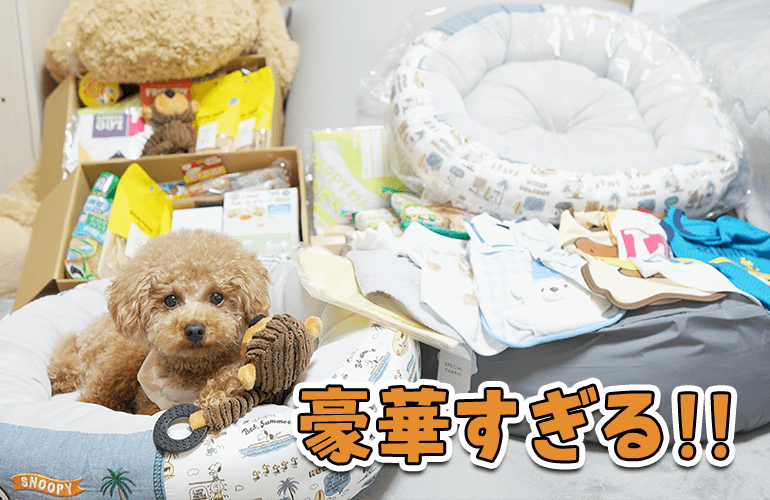 愛犬へのプレゼントが豪華すぎる！