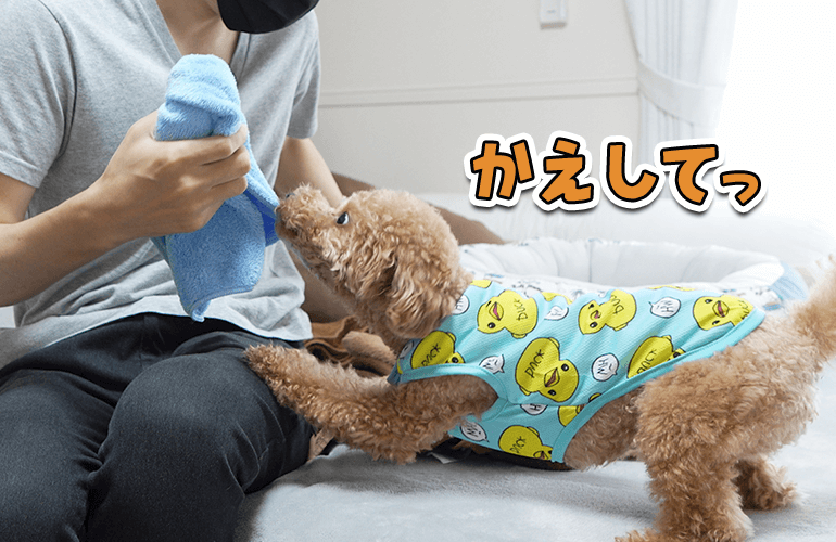 お気に入りのタオルを取られてしょんぼりする犬