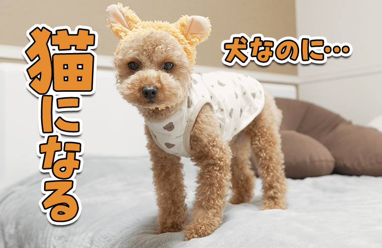 【100均】セリアのペット用コスチュームで猫になった犬