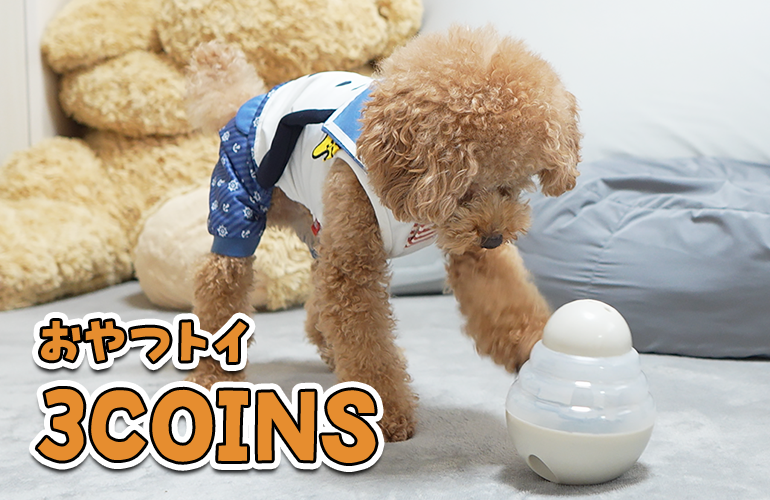 【3COINS】スリーコインズのおやつトイに苦戦した犬がこうなりましたｗ