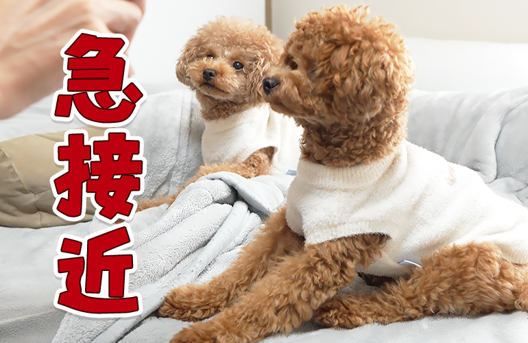 犬嫌いな先住犬と子犬に驚きの変化が！