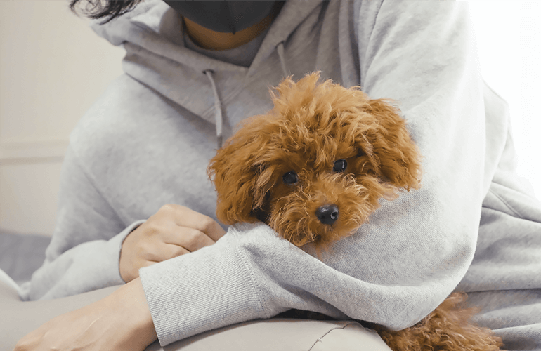 人も犬もダメにするYogiboの高級抱き枕が最高すぎた！